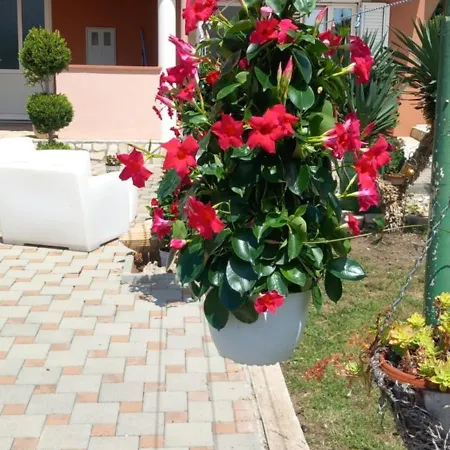 Goga Biograd Na Moru